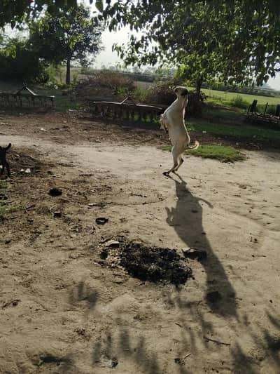pure dasi kurbani bakra