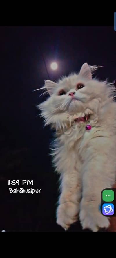 Snowbell For Sale