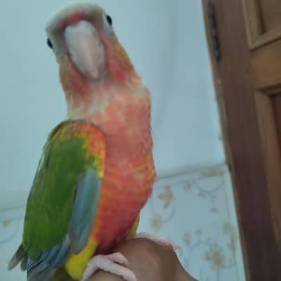 pineapple conure double red factor hand tame fly tame  03214382921