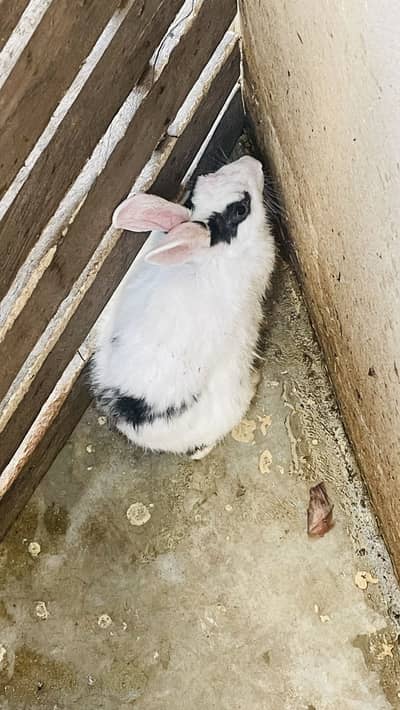 Rabits for sale