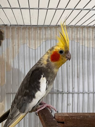 Cockatiel exhibition line male hot blood line