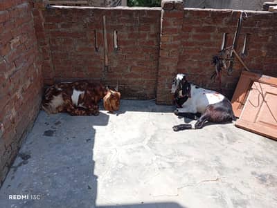 goats 