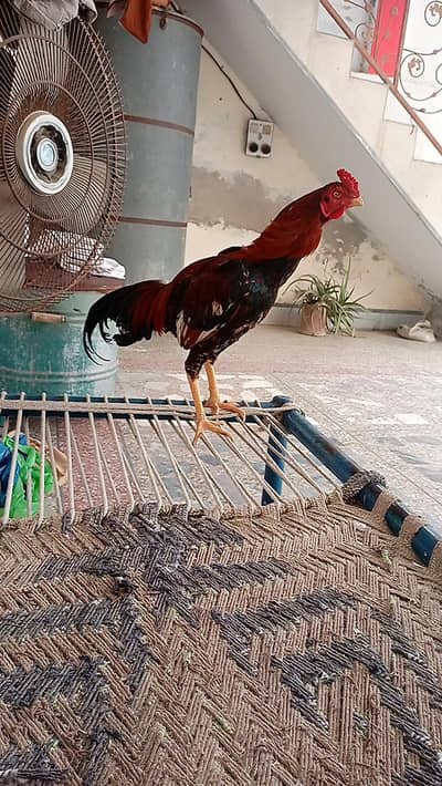 Murgha 1 Year Old (Active & Healthy