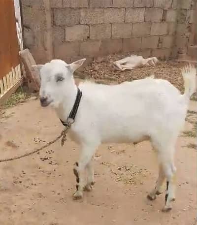 2 dannt bakra 38000/-