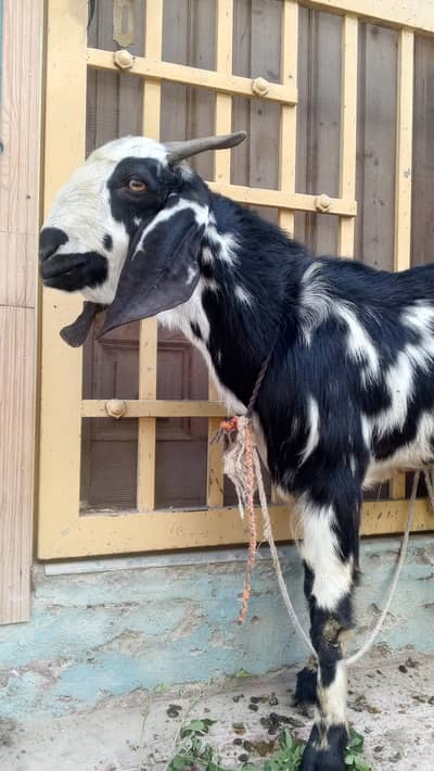 Goat For Sale