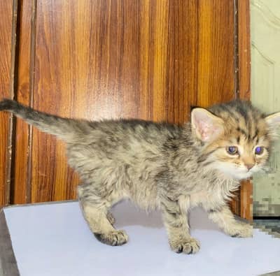 Cat for sale