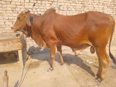 Qurbani ky liye 2dant wacha