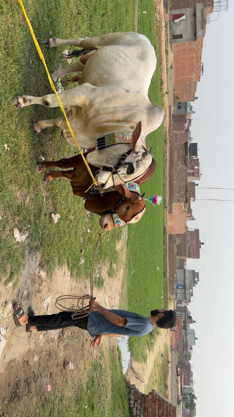 Bachra 1
