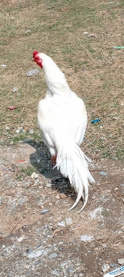 Heera breeder make for sale . .