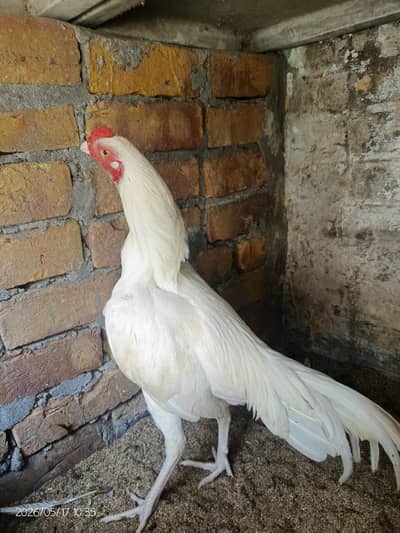 Aseel paper white heera pair for sale