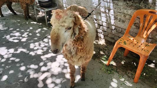 Chatra jori for Qurbani
