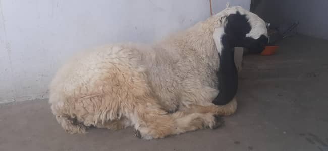 1 male sheep for sale  for Qurbani 2026