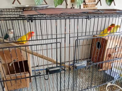 love birds 2pair