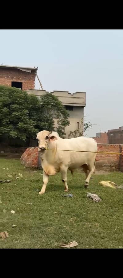 Bachra