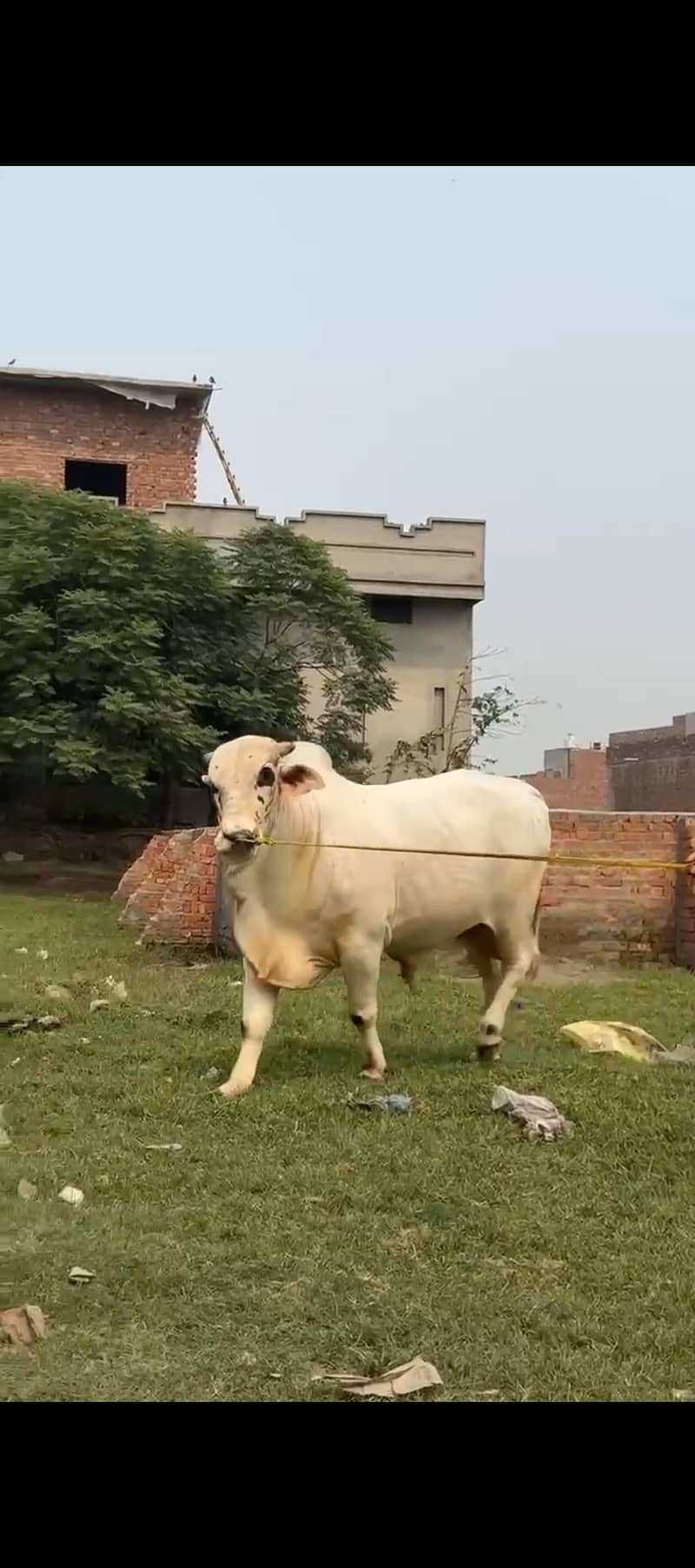 Bachra 0