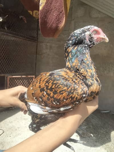 jawa male and pure tetari female hen murga murgi