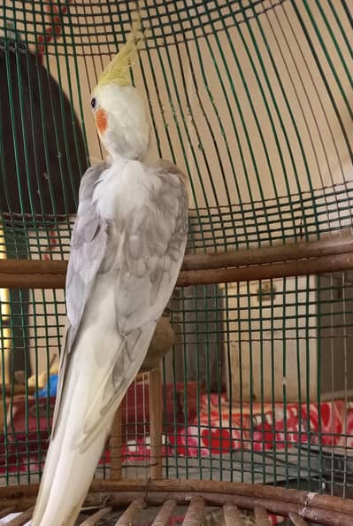 Cockatiel single parrot for sale