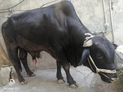 Wacha/Bachra/Bull/ Qurbani 2026