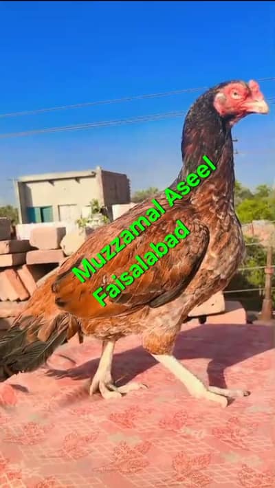 for sale 0306-9560536