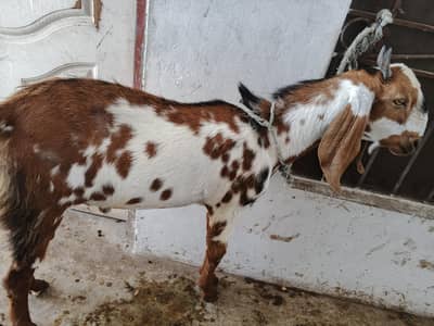bakry sale for Qurbani 2026