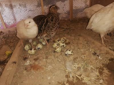 batera ka fertile egg available han