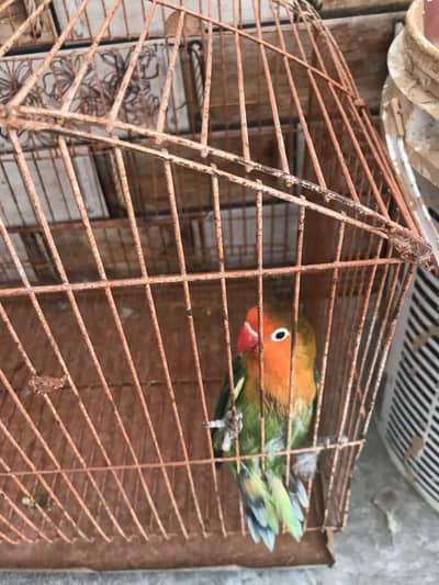 Love bird black eye urgent sale