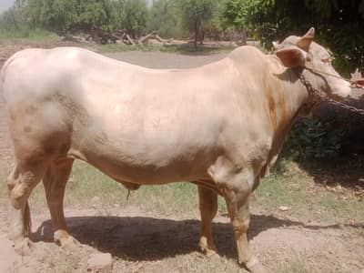 Qurbani bail for sale