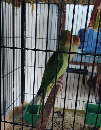 Kashmir Parrot (2)  baby 2 Month