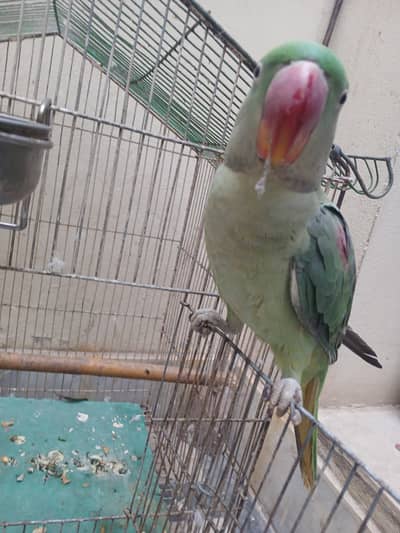 young h bilkul 1 sal ka h