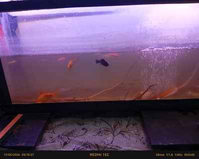 goldfish ,Zebra diano, breeder moolies