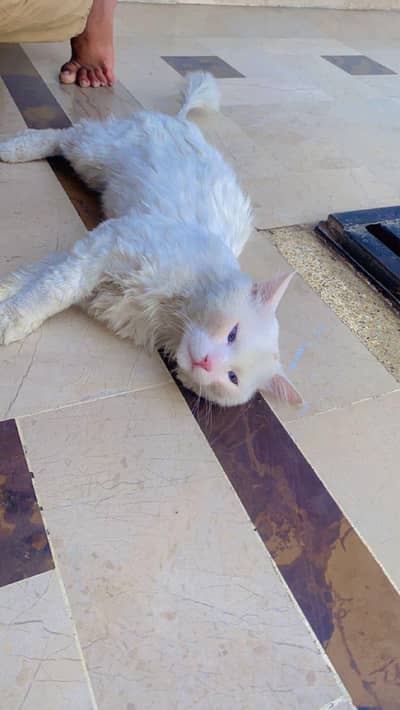Blue Eyes Doll face and fully trained and friendly cat