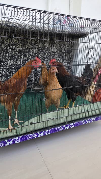 2 pair Rooster and Hen for sell with cage