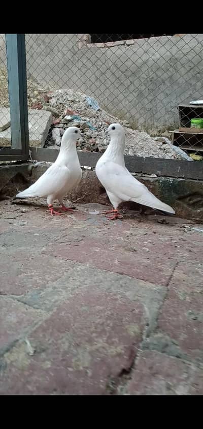 NELDUMA BCHA FOR SALE