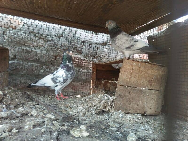 high flying  pegion 3