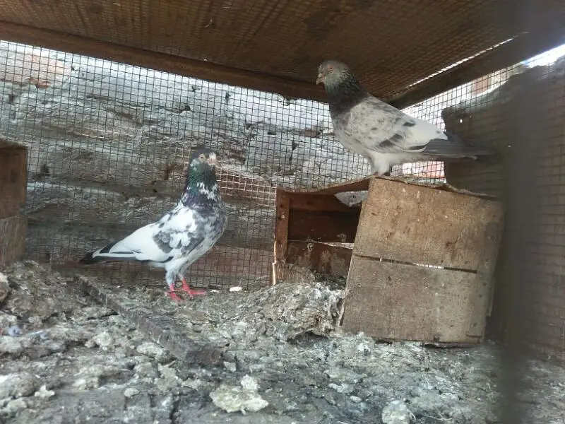 high flying  pegion — photo 4