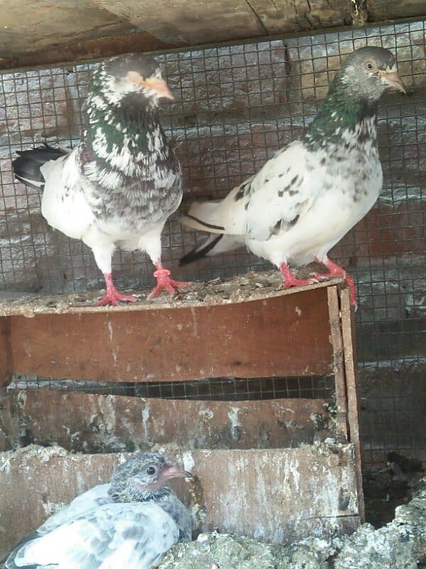 high flying  pegion 4