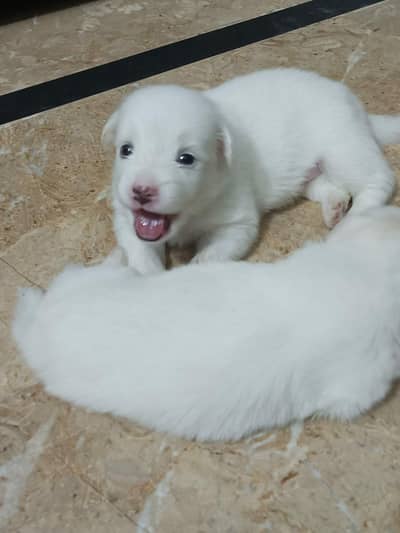 selling my dog