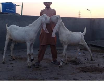 rajanpuri and makhi chena bakry 2026 qurbani