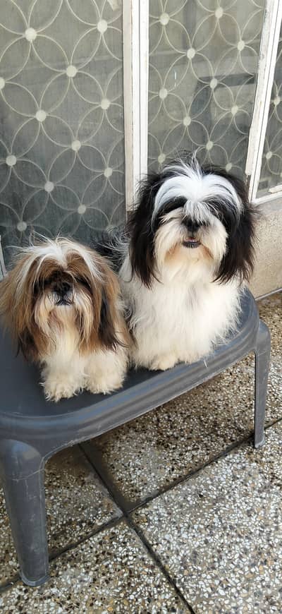 Shihzu Bread Pair for sale
