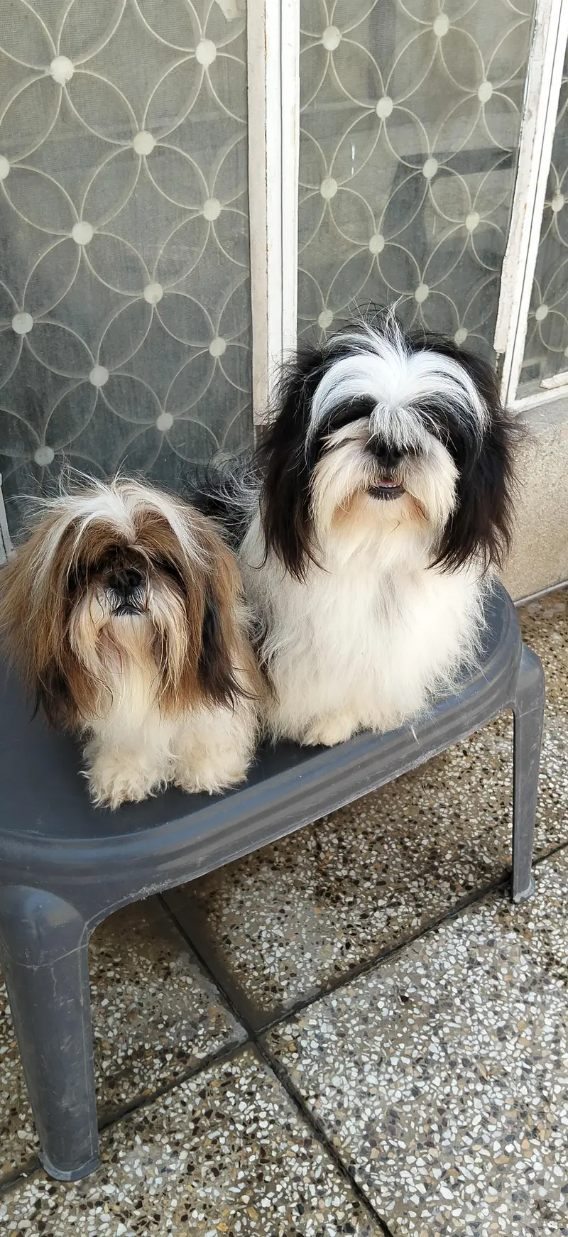 Shihzu Bread Pair for sale