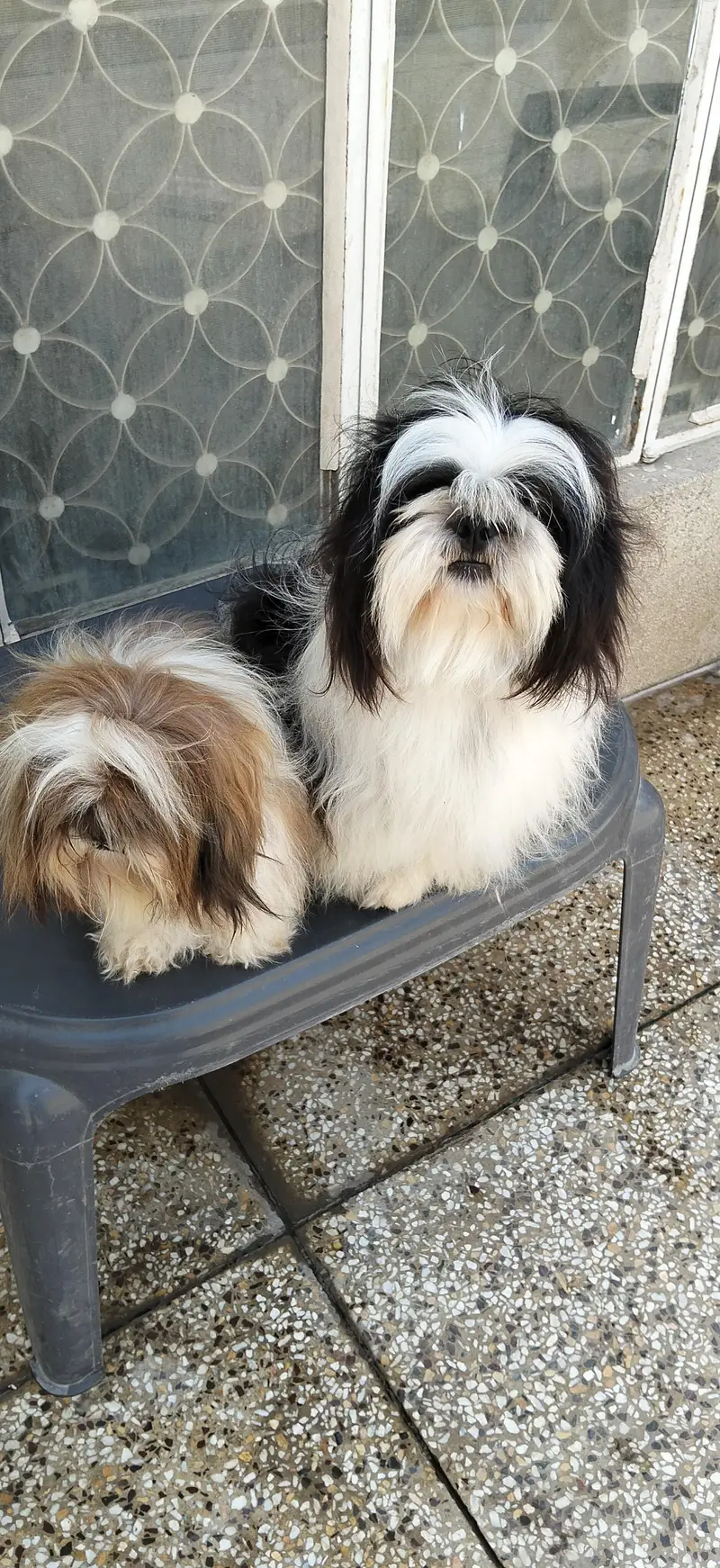 Shihzu Bread Pair for sale — photo 2