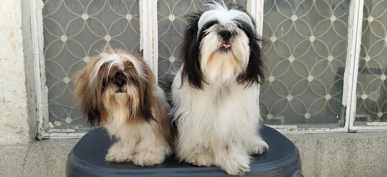 Shihzu Bread Pair for sale — photo 3