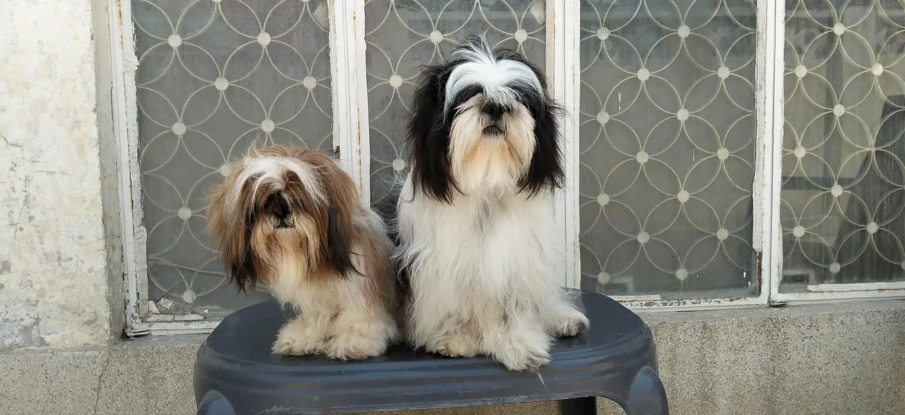Shihzu Bread Pair for sale — photo 4