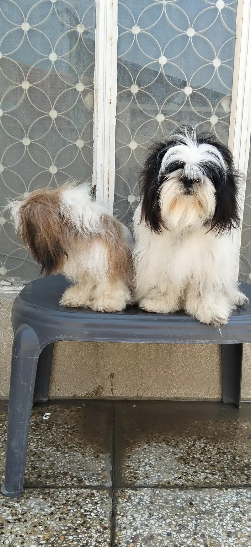 Shihzu Bread Pair for sale — photo 5
