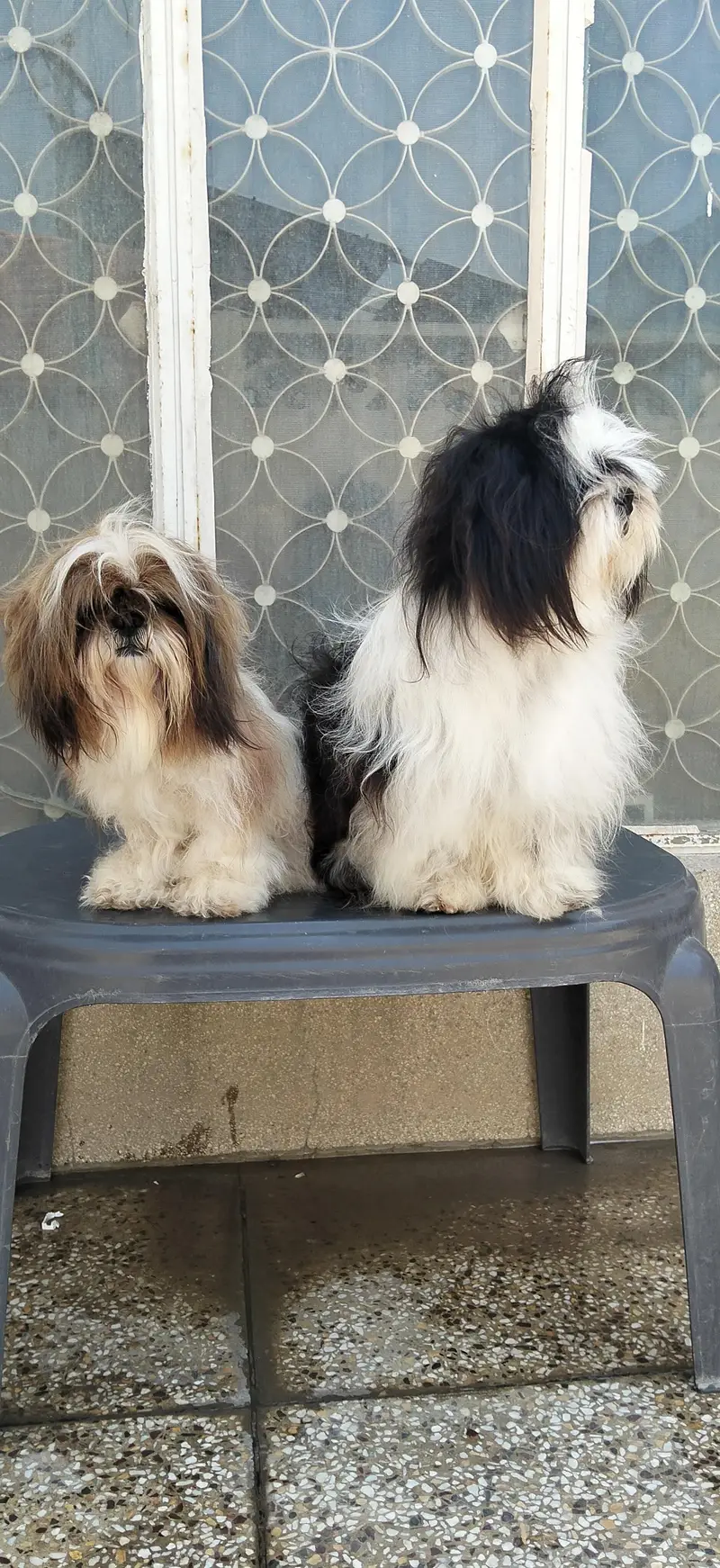 Shihzu Bread Pair for sale — photo 6
