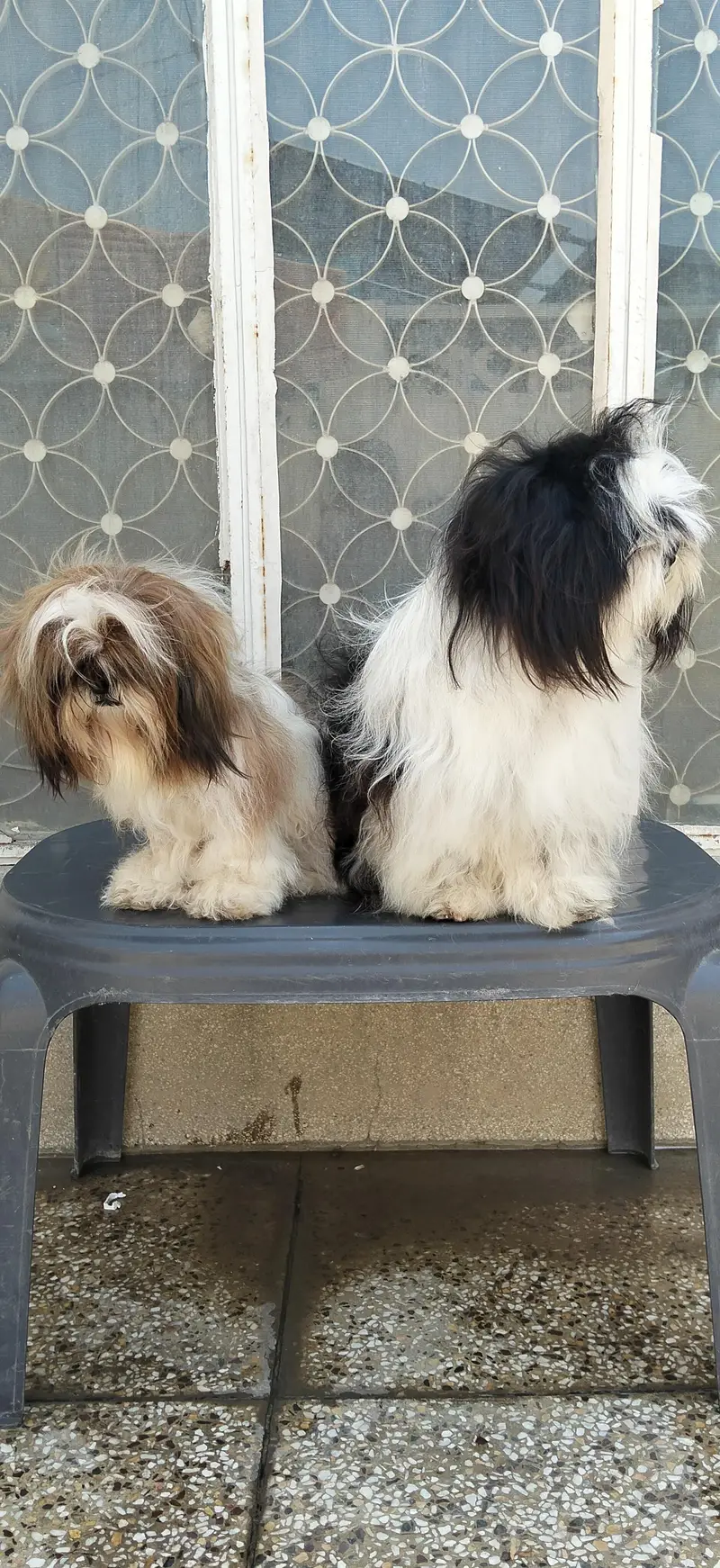 Shihzu Bread Pair for sale — photo 7