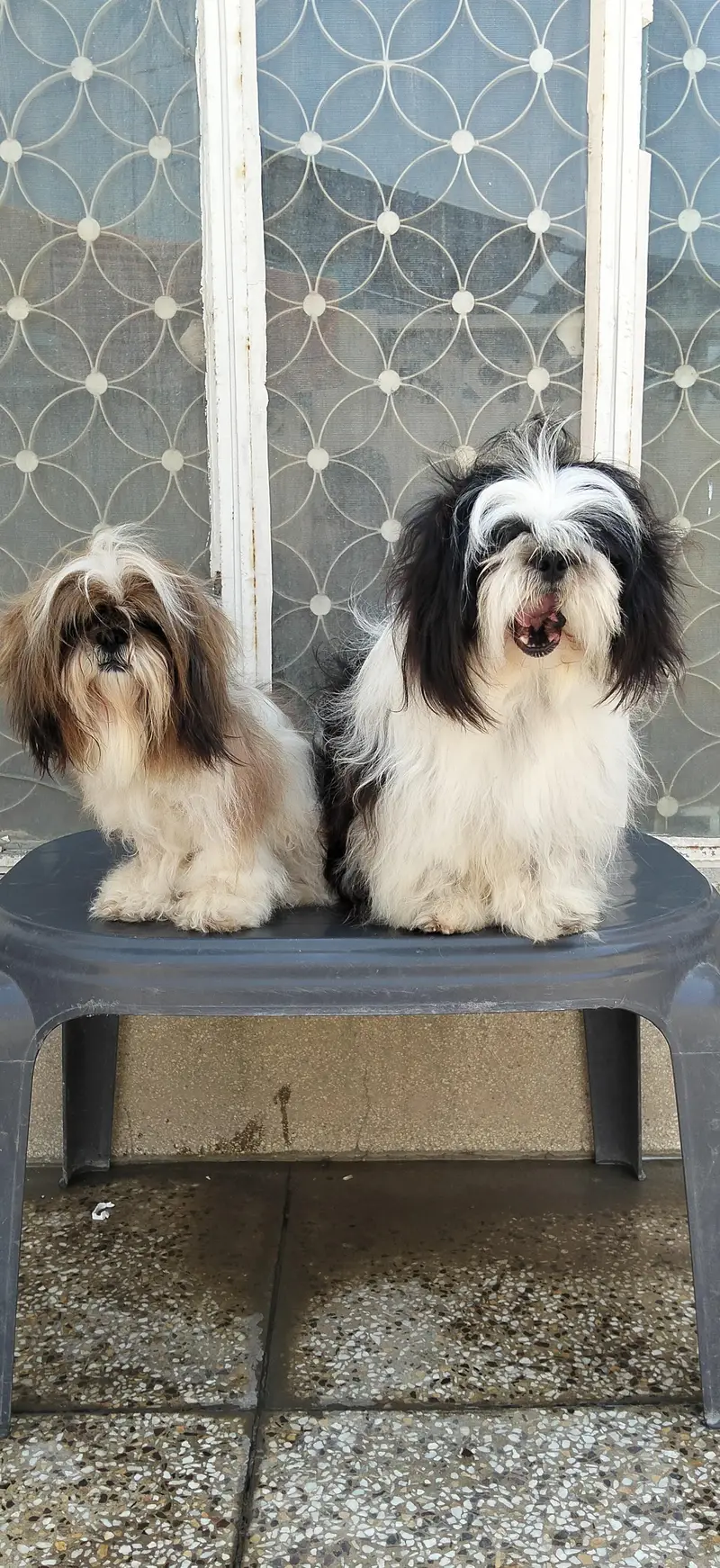 Shihzu Bread Pair for sale — photo 8