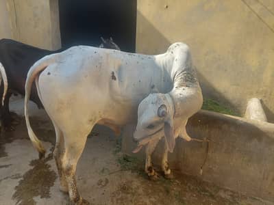Qurbani k liye whacha