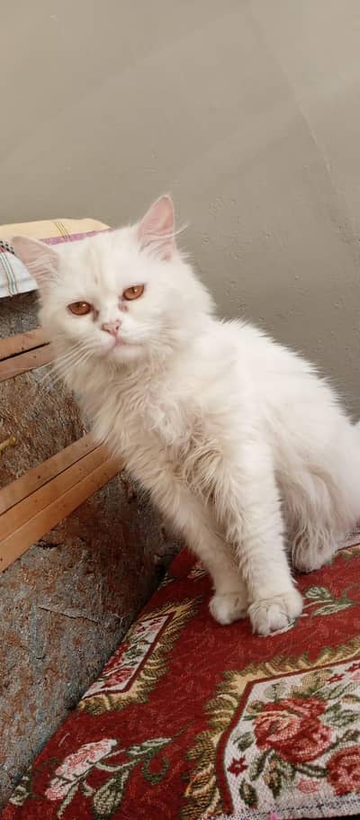 This cat is perisan