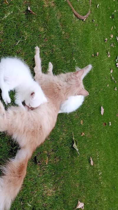 Cross of Persian Doll Face and punch face kittens